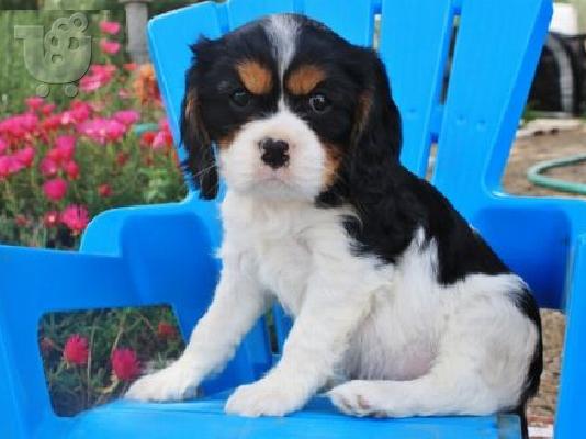 Βασιλιάς Charles Cavalier Pups
